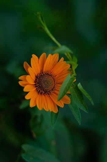 false Sunflower, flower, plant, flower Background, petals, leaves, bloom, beautiful Flowers, blossom, garden, nature