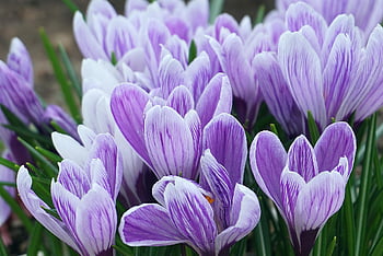 bunga-bunga, kunyit, crocus, Crocus berwarna -warni, musim semi, taman, flora, tanaman, alam, mekar, berbunga