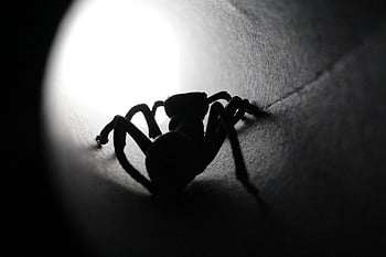 ragno, tunnel, silhouette, insetto, natura, aracnide, animale, araña, Halloween, orrore