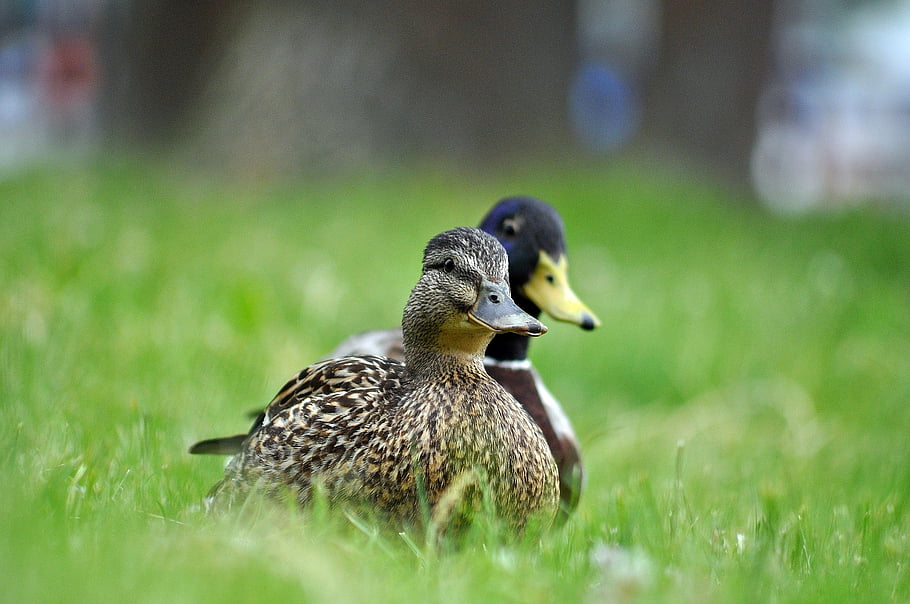 ducks, wild Ducks, birds, grass, nature