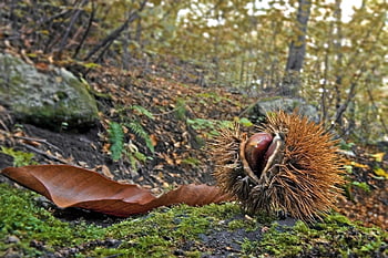 kastanje, herfst, gekruld, netelig, doornen, bruin, Bos, fruit, voedsel, dichtbij, blad