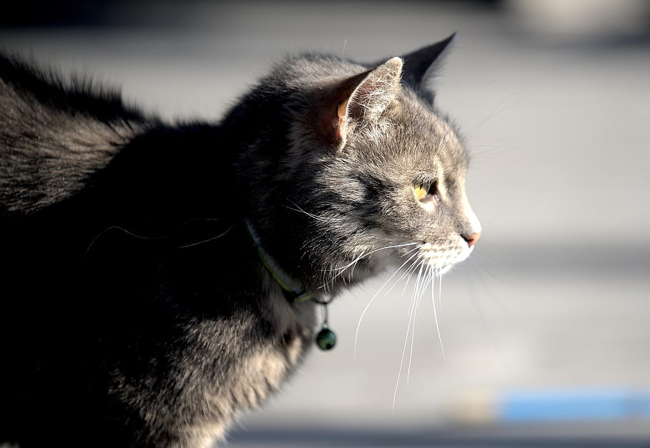 cat, feline, pet, mammal, nature, domestic, animal