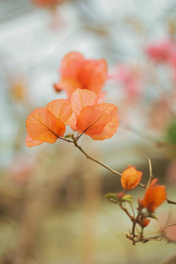podzimní listí, Orange Bougainvillea, detailní fotografie, měkké zaostření, Sezónní krása, fotografování přírody, Jemné listy, oranžové listy, Přírodní krásy, Podzimní barvy