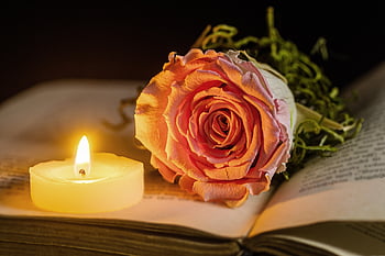 rose, candle, a Book, light, candlelight, rose Flower, shining, burn, contemplative, grief, consolation