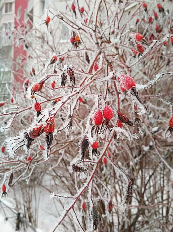 rose Hips, snow, winter, frost, berries, nature