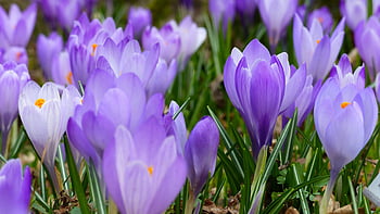 purple flowers, garden, vibrant purple crocuses, spring flowers, full bloom, purple crocus, spring garden, floral garden, purple blooms, springtime flowers, crocus garden
