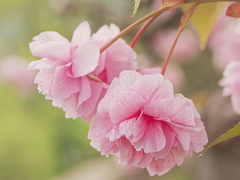 cherry Blossoms, tree Blossoms, spring, spring Awakening, flower Background, beautiful Flowers, bloom, blossoms, flower, flower Wallpaper, flowering Branch