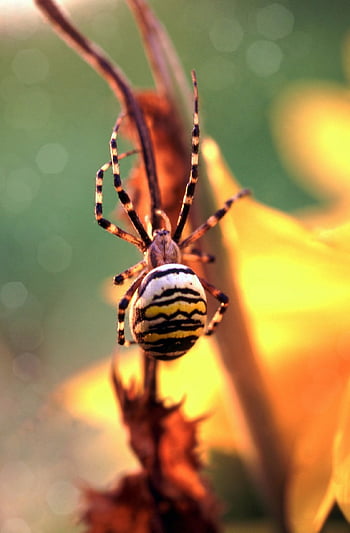 vosa pavouk, zebraspinne, argiope bruennichi, pruhovaný, pavučiny, zblízka, makro, žlutá, pavoukovec, Černá, Počkejte