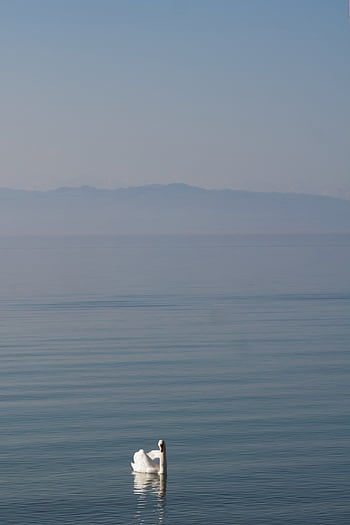 コンスタンス湖、 水、 湖、 帆、 自然、 風景、 青、 天国、 雲、 美しい壁紙、 気分