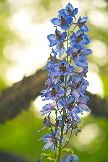 flower, delphiniums, larkspurs, blue Flowers, petals, blue Petals, flower Background, bloom, blossom, flora, flower Wallpaper