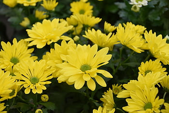 flowers, yellow Flowers, flower Wallpaper, petals, plants, flora, yellow Petals, bloom, blossom, floriculture, horticulture
