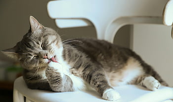 Katlicking Paw, yndig tabby kat, hvid stol, indendørs kat, Lounging Cat, sød kat, Tabby Cat Grooming, kat på stol, indendørs kæledyr, kat opførsel, Kathygiejne