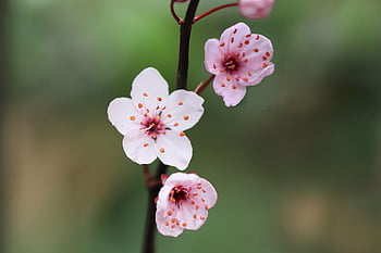 plum, plum Blossom, flowering Branch, spring, petals, blossom, bloom, nature, close Up, blooming Branch