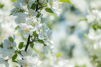 flower, apple Tree, branch, leaves, blossom, bloom, apple Blossom, plant, crabapple Tree, flower Background, ornamental Fruit