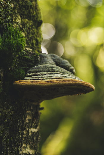 fa gomba, makrófotózás, Erdei környezet, bokeh hatása, részletes lövés, természetfotózás, fa kéreg, moha, erdei jelenet, kültéri fotózás, természetes textúrák
