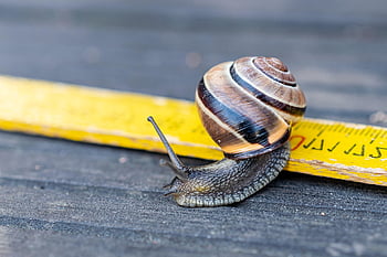 snail, shell, close Up, mollusk, slow, species
