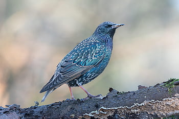 špaček, pták, zvíře, sturnus vulgaris, peří, zobák, Příroda, volně žijících živočichů, ptačí, venku, pěvec