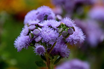 زهور،  النباتات،  حديقة،  طبيعة،  ageratum،  النباتات السنوية،  لون أزرق،  الصيف،  الحدائق،  خلفية زهرة،  البستنة