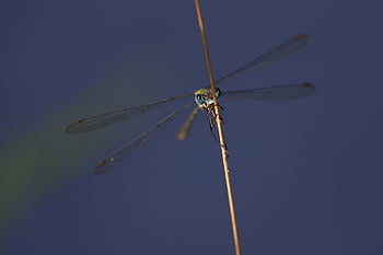 dragonfly, bug, fly, plans, blossom, grass, flower Background, garden, forest, insect, animals