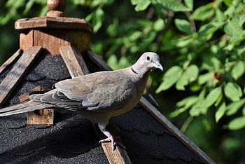 bird, dove, turkey Pigeon, animal, looking For Food, plumage, feathers, city Pigeon
