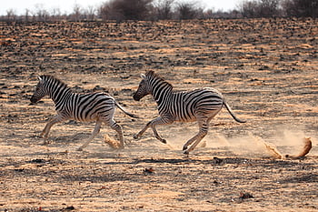zebry, safari, Afrika, namibie, Příroda, etosha, Jižní Afrika, zvířat, volně žijících živočichů