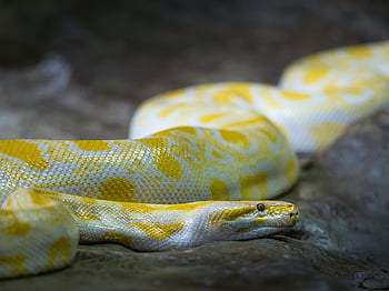 serpente bianco, macchie gialle, roccia, pitone albino, scale intricate, avvicinamento, giallo e bianco, modelli Python, fotografia di serpente, rettile, fotografia naturalistica