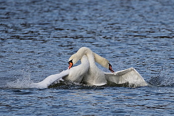 mute Swans, balz, swans, lake, water Bird, winter, nature