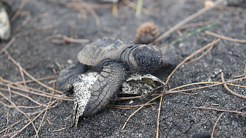 sea Turtle, turtle Hatch, sea Turtle Hatch, turtle Hatching