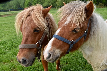 ponies And Shetlands, equines, animal Portrait, animals Of Prairies, herbivorous, pre, pastures, mammal, pony-shetland, horse Riding, foal