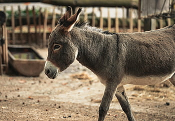 Eselporträt, ländlicher Bauernhof, detailliertes Porträt, Farmeinstellung, Eselbild, Tierfotografie, Bauernhoftier, Esel auf dem Bauernhof, ländliche Szene, bauernhofleben, Esel-Nahaufnahme