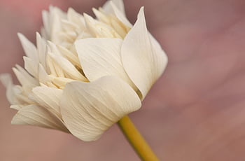 flower, wallpaper Hd, blossom, flower Background, free Background, petals, cool Backgrounds, beautiful Flowers, macro, hd Wallpaper, free Wallpaper