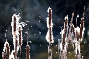 cattails, reed, seeds, flying Seeds, marsh Plant, nature, plant, grass, flying, pollen, light