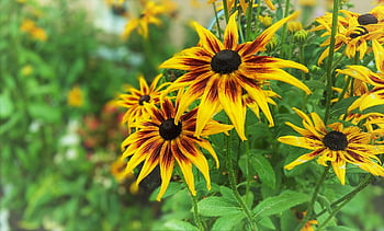black eyed susan, květiny, rostlin, rudbeckia, žluté květy, květinové pozadí, okvětní lístky, krásné květiny, květinové tapety, pupeny, květ