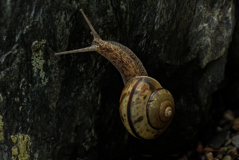 siput, kulit, batu, hewan, alam, merangkak, pelan-pelan