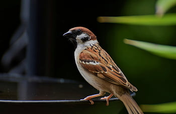 pták, Vrabec, ornitologie, pěvec, fauna, zvíře, volně žijících živočichů, Příroda, druh, ptačí