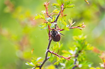 Maybug, chroust, smět, brouk, hmyz, Chyba, zblízka, jaro, Příroda, větev, zvíře