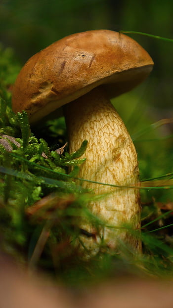 houba, Příroda, žlučová trubice, k lidské spotřebě, lesní podlaha, jedovatý, makro, lesní houby, zblízka