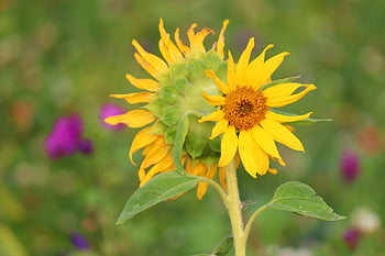 sunflowers, flowers, yellow Flowers, petals, yellow Petals, leaves, bloom, blossoms, plants, flora, nature