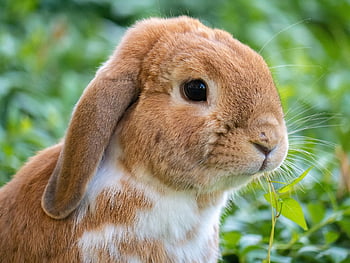 coniglio, coniglietto, animale domestico, animale, mammifero, coniglietto di Pasqua, carina, natura