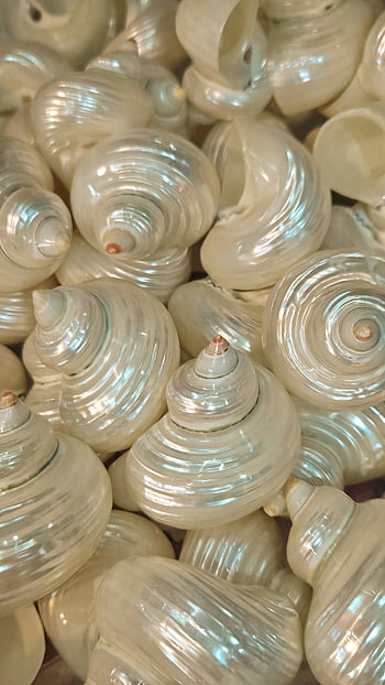 white shells, close up, shiny seashells, polished finish, detailed view, collection, white seashells, seashell collection, polished seashells, white shell collection, shiny white shells