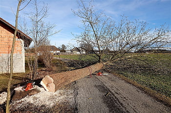 tree, nature, dead Tree, felling, wood, tree Trunk, tree Pruning, chainsaw, woodwork, work, forest Work