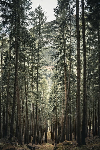 tall trees, serene forest, evergreen trees, nature lovers, forest scene, stretching towards sky, tall evergreen, peaceful woods, natural landscape, outdoor scenery, tranquil forest