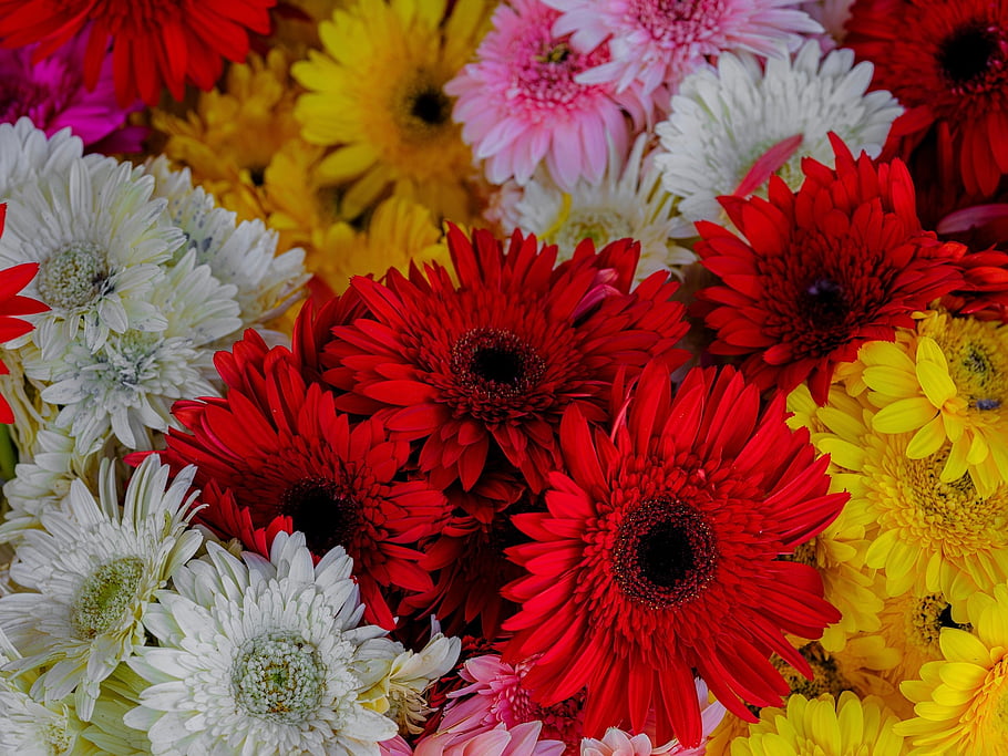 flowers, gerberas, petals, garden, nature, beauty, background