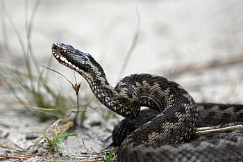 zmije, zvíře, volně žijících živočichů, plaz, divoké zvíře, fauna, divočina, Příroda