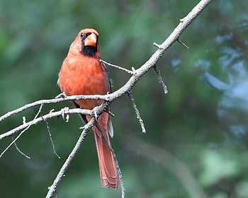 cardinal, nature, bird, wildlife, avian, animal, ornithology, red, plumage, feathers, redbird