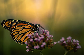 butterfly, butterfly Wings, pollinate, pollination, entomology, lepidoptera, flower Background, flowers, flower Wallpaper, insect, beautiful Flowers