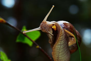vineyard, molluscum, horns, shellfish, bokeh, vegetation, animals, nature, outside, invertebrates, closeup
