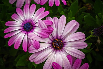 růžový květ okvětní lístek, zelené listy, osteospermum květiny, zářivá růžová, květinové elegance, detail, Přírodní krásy, růžové okvětní lístky, květinové ilustrace, růžové květy