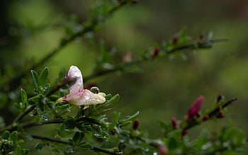 miotła, kwiat, rosa, mokro, kropla rosy, kropla deszczu, kwitnąć, roślina, ogród, wiosna, Natura