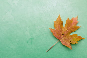 seasonal, leaf, background, fall, autumn, maple, flat lay, rustic, october, november, thanksgiving